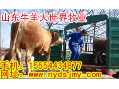 山东牛羊大世界牧业供应波尔山羊、小尾寒羊