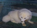 狐狸养殖图片 (6)