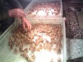 鹌鹑苗 (5)