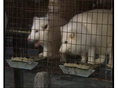 河北省特种珍惜皮毛养殖基地