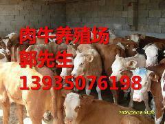 山西牛犊价格/育肥牛价格/架子牛价格/山西出售肉牛