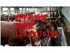 忻州肉牛/太原肉牛/大同肉牛/长治肉牛/晋城肉牛/朔州肉牛