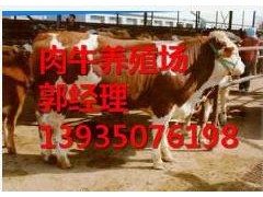 吕梁肉牛/晋中肉牛/临汾肉牛/运城肉牛/忻州肉牛场