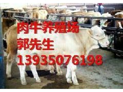 山西忻州肉牛价格