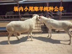 供山羊绵羊肉牛肉驴羊苗纯种小尾寒羊波尔山羊大量供应