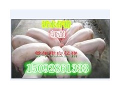 山东仔猪供应三元仔猪苗猪