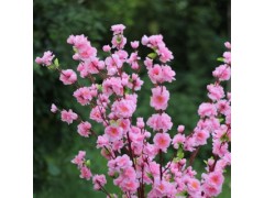 工厂批发 仿真桃花 榆次市 可发货