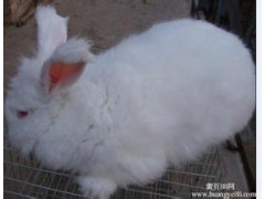 哪里有大型长毛兔养殖场