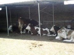 山西3月龄牛犊价格