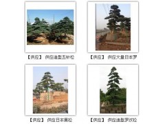 金花倪根明花木盆景场
