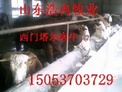 济宁西门塔尔牛多少钱一头山东肉牛犊价格种公牛种母牛