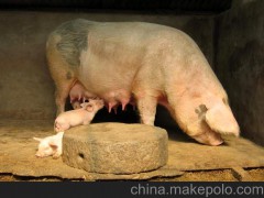 【三元猪】供应土猪 家猪 三元猪 生猪