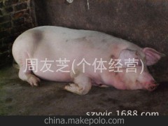 【三元猪】供应农家喂养生猪，三元猪，生猪