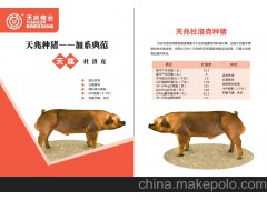 【杜洛克猪】杜洛克猪价格