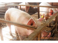 【杜洛克猪】临港经济开发区养殖基地、供应 杜洛克猪