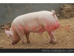 【长白猪】山东鼎泰牧业供应大白猪（大约克猪）价格优惠