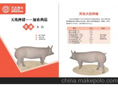 【大约猪】供应大白猪，大白种猪，大约克夏猪