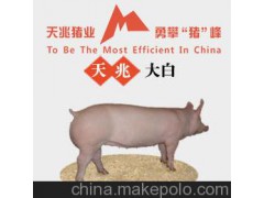 【大约猪】贵州出售大白猪，大白种猪，大约克夏猪