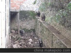 【野猪】供应野种猪