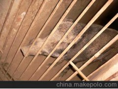 【野猪】有野种猪供应