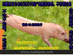 【香猪】吃虫草喝泉水的纯种藏香猪