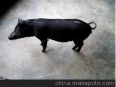 【香猪】藏香猪/广东藏香猪