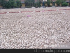 【大蒜】2013邳州原皮蒜