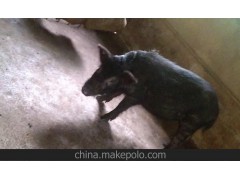 【香猪】林芝藏香猪华东地区较大的养殖基地专供1988元