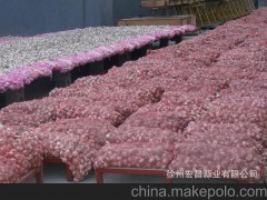 【大蒜】2013邳州原皮蒜