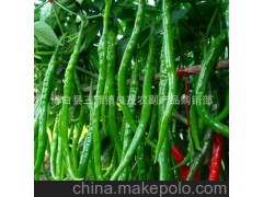 【辣椒】青椒 广西优质青椒 有机青椒 有机蔬菜（图）