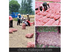 【大蒜】专业供应大蒜之乡 优质白皮蒜