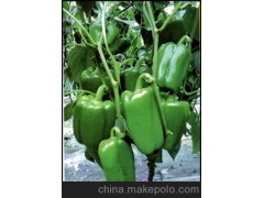 【辣椒】寿光青椒 大量无公害新鲜青椒 青椒