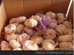 【大蒜】大蒜，邳州 4.0-6.5 白蒜，超市直供蒜