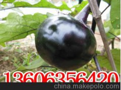 【黄瓜】聊城蔬菜种植基地专业代收各种甜瓜 黄瓜各种绿色有机蔬菜
