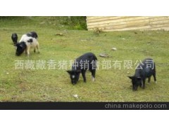 【香猪】藏香猪1600纯种