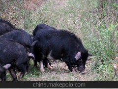 【香猪】雲茂法原生态藏香猪;贵州香猪;绿色香猪肉;种猪5+1优惠价9000元