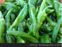 【辣椒】辣椒 青椒 新鲜蔬菜绿色产品青辣椒（图）