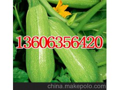 【黄瓜】河北厂家长期供应新鲜蔬菜 瓜果类蔬菜 甜瓜 黄瓜 冬瓜 香瓜等