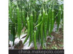 【辣椒】供应专供农场青椒 绿色有机食品