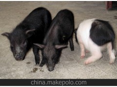 【香猪】贵州高原香猪、雲茂法藏香猪；种猪；仔猪；猪苗；香猪肉；礼盒