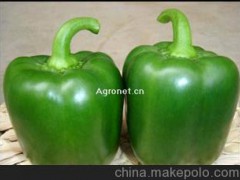 【辣椒】寿光青椒 大量无公害新鲜青椒