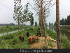 【杜洛克猪】特价高质量黑猪）莱芜黑猪及杜洛克猪