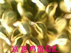 富惠鸡苗总汇长年供应金定..鸭