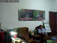 不会感染禽流感的动物品种杂交野兔