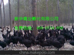 黑土鸡