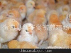 湘黄土鸡