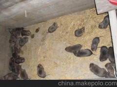 l量大从优 供应优质的 贵妃鸡
