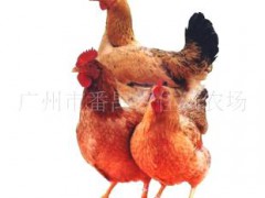 木瓜走地鸡—香嫩美味