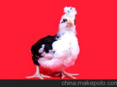 大量供应贵妃鸡 ,肉质鲜美可口
