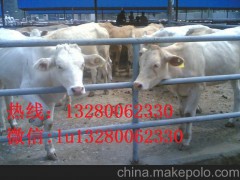 供应杂交肉驴良种 三粉种驴苗